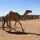 لقحه قريب