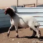 للبيع فحل نعيم خصم