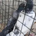 زوج حمام باكستاني