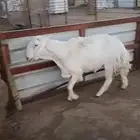 طلي هجين حري