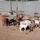 غنم سواكني خلفات جروم طيبه