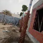 نخل وشنطني زينه للفل واستراحات والبيوت والقصور وا