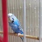 طير بادجي