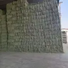 سوق البرسيم والأعلاف تبن وروتس وتبن وذره