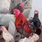 دجاج بلدي مشكل