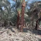 يتوفر لدينا جميع انوع  النخيل  سكري خلاص برحي روثانه منيفي