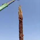 نخل للبيع بجميع انواعه ومقساته