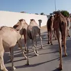 يا اهل الحلال الطيب ترى الجودة ما تنشاف الا عندنا