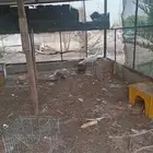 طاووس للبيع
