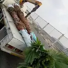 نخيل طيب انوع فاخره طيبه من القصيم نخلوطيب ومثمر