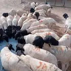 برابر صومالية مستوردة بسعر زين الزين أحجام طيبة