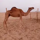 ناقتين حمر ساحليات