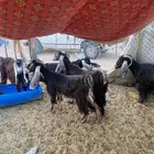 معزاء عوارض