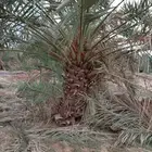 جميع أنواع النخيل