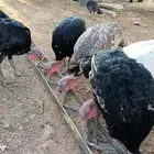 ديك رومي