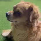 كلب خارجي مربى