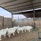 خرفان حريات