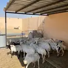 رفيد متابيع