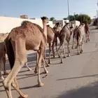 قعدان صومالية مفترية بجودة وسعر ممتاز