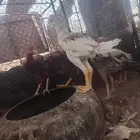 دجاج باكستاني