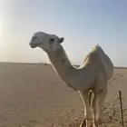 قعود جذع