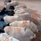 غنم بربري وتيوس صوماليه مرباه