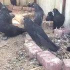 حمام نفاخ قروبر