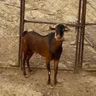 تيس فاخر السن سديس مشروط من جميع النواحي