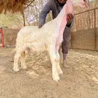 طلي عسيري صنف سنه الله والعالم رباع او سدس مافريت سنونه