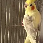 للبيع كروان