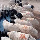 برابر وتيوس جملة وتفريد   وفر لنفسك قبل ما يطير العرض