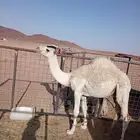 حائل