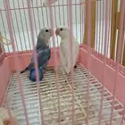جوزين روز منتجه