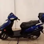العجيب بدون أوراق