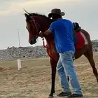 فرس واهو شيخه