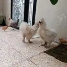 ديك قطني صحه ونضافه وحجم