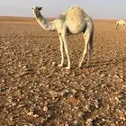 قعود على الحليب فل شحم بري
