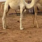 قعود على حليب فل شحم