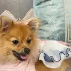 كلب بومرينيان بيور Pomeranian dog pure