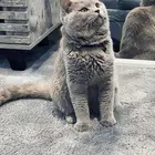 لتزاوج ذكر سكوتش ستريت