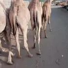 قعدان صومالي مفاريد للجمله
