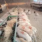 تيوس وبرابر كفو.. والعدد محدود لتجار الجملة والملاحم