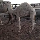 قعودين