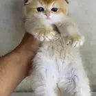 انثى سكوتش فولد كيتنز برتش قولد قطه عمر شهرين بيرشن