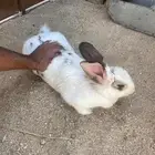 ارانب للبيع