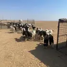 طليان نجد (( تم البيع ))