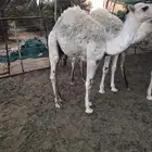 قعودين طيبات