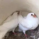زغاليل حمام فرنسي