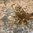 طير باشق شبوط