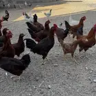دجاج فرنسي